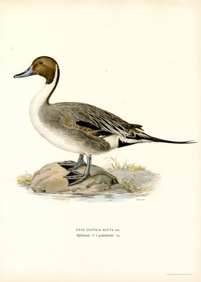 Canard pilet - Magnus Ferdinand and Wilhelm von Wright
