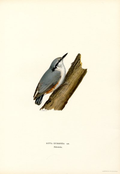 Sittelle - Magnus Ferdinand and Wilhelm von Wright