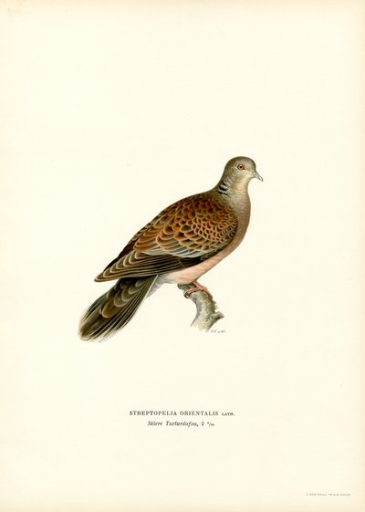 Tourterelle orientale - Magnus Ferdinand and Wilhelm von Wright