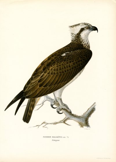 Balbuzard pêcheur - Magnus Ferdinand and Wilhelm von Wright
