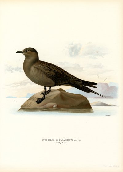 Labbe parasite (lithographie en couleur) - Magnus Ferdinand and Wilhelm von Wright
