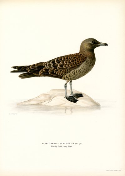 Labbe parasite - Magnus Ferdinand and Wilhelm von Wright