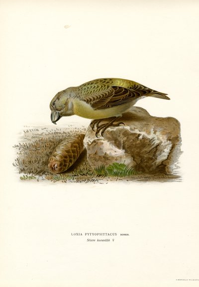 Bec-croisé perroquet - Magnus Ferdinand and Wilhelm von Wright