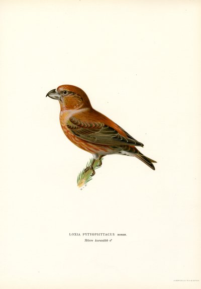 Bec-croisé perroquet - Magnus Ferdinand and Wilhelm von Wright