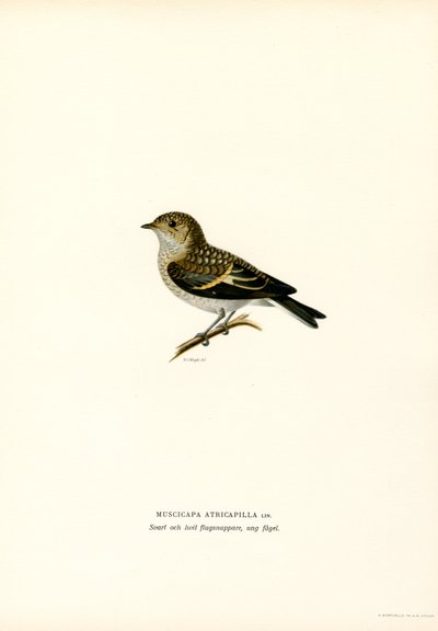 Gobemouche noir - Magnus Ferdinand and Wilhelm von Wright