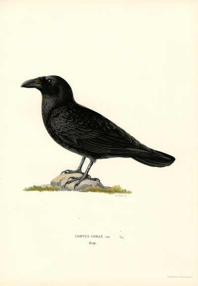 Corbeau - Magnus Ferdinand and Wilhelm von Wright