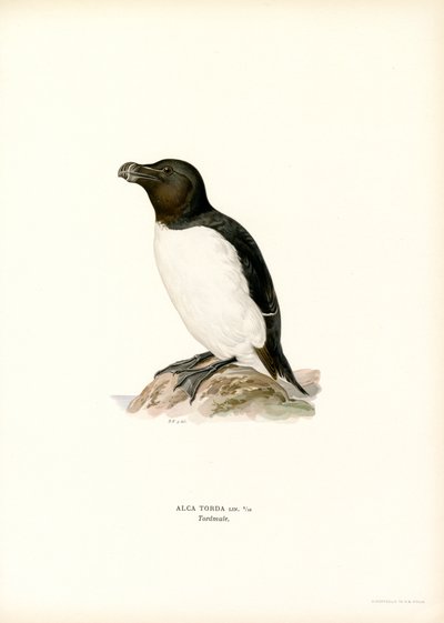 Petit Pingouin - Magnus Ferdinand and Wilhelm von Wright