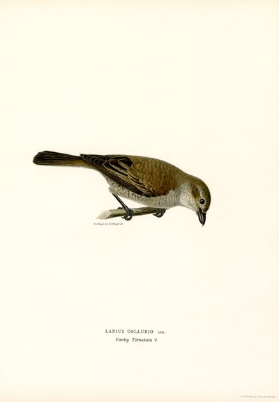 Pie-grièche écorcheur - Magnus Ferdinand and Wilhelm von Wright