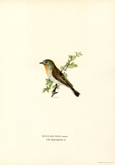 Gobemouche nain - Magnus Ferdinand and Wilhelm von Wright
