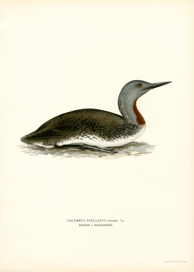 Plongeon catmarin - Magnus Ferdinand and Wilhelm von Wright