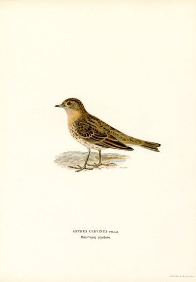 Pipit à gorge rousse - Magnus Ferdinand and Wilhelm von Wright