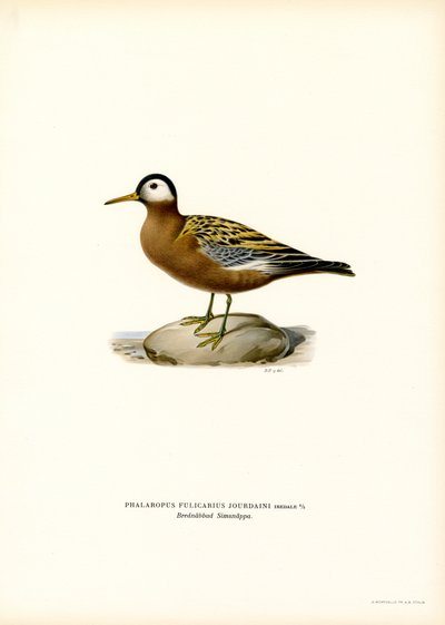 Phalarope à bec large - Magnus Ferdinand and Wilhelm von Wright