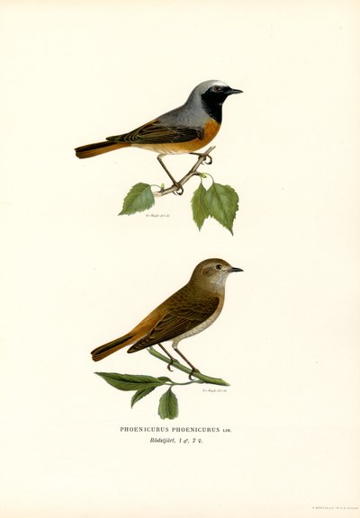 Rougequeue (lithographie en couleur) - Magnus Ferdinand and Wilhelm von Wright