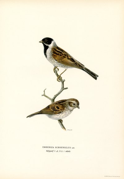 Bruant des roseaux - Magnus Ferdinand and Wilhelm von Wright