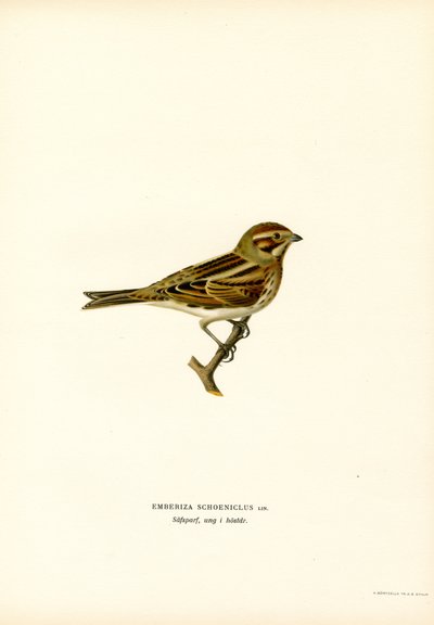 Bruant des roseaux (lithographie en couleur) - Magnus Ferdinand and Wilhelm von Wright