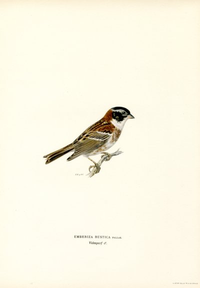 Bruant rustique (lithographie en couleur) - Magnus Ferdinand and Wilhelm von Wright
