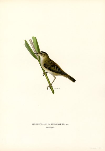 Fauvette des roseaux (lithographie en couleur) - Magnus Ferdinand and Wilhelm von Wright