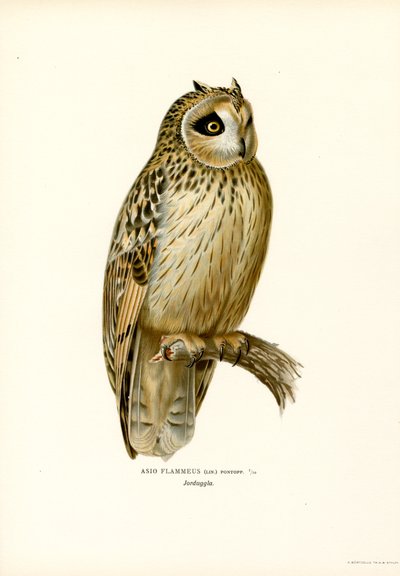 Hibou des marais - Magnus Ferdinand and Wilhelm von Wright