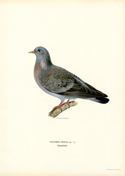 Pigeon Colombin - Magnus Ferdinand and Wilhelm von Wright