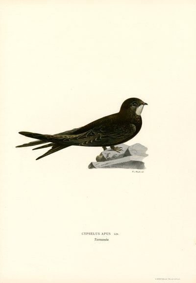 Martinet - Magnus Ferdinand and Wilhelm von Wright