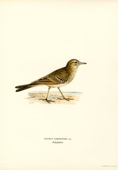 Pipit rousseline (lithographie en couleur) - Magnus Ferdinand and Wilhelm von Wright
