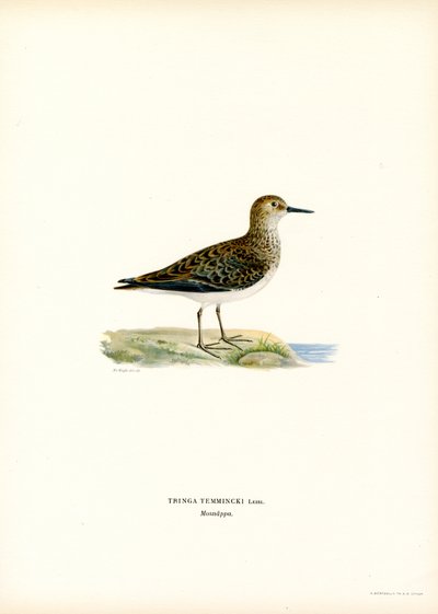 Bécasseau de Temminck - Magnus Ferdinand and Wilhelm von Wright