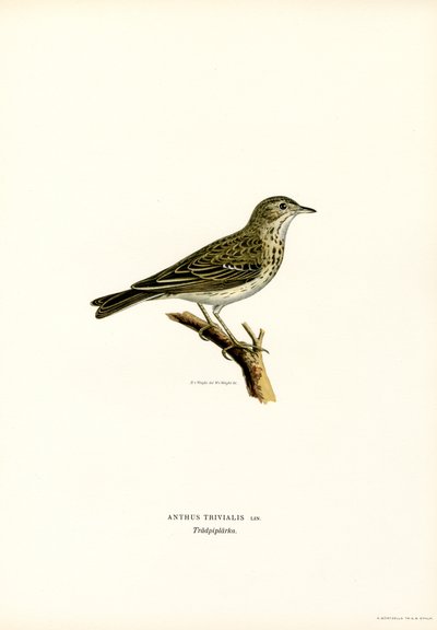 Pipit des arbres - Magnus Ferdinand and Wilhelm von Wright