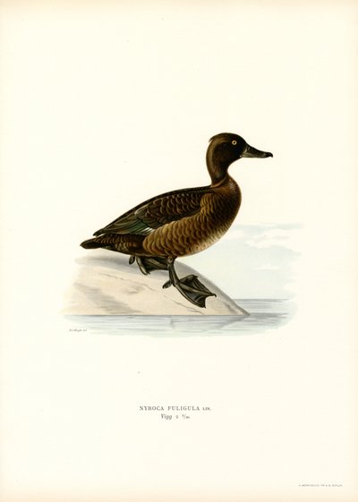 Fuligule morillon - Magnus Ferdinand and Wilhelm von Wright