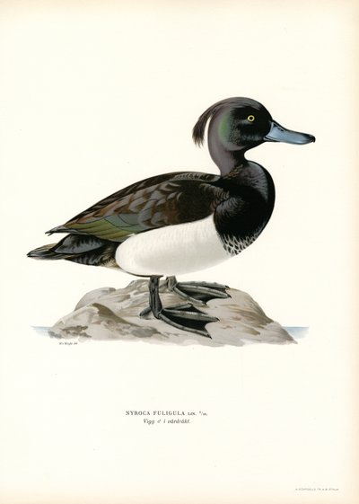 Fuligule morillon - Magnus Ferdinand and Wilhelm von Wright