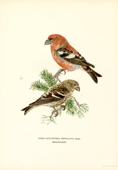 Bec-croisé bifascié - Magnus Ferdinand and Wilhelm von Wright