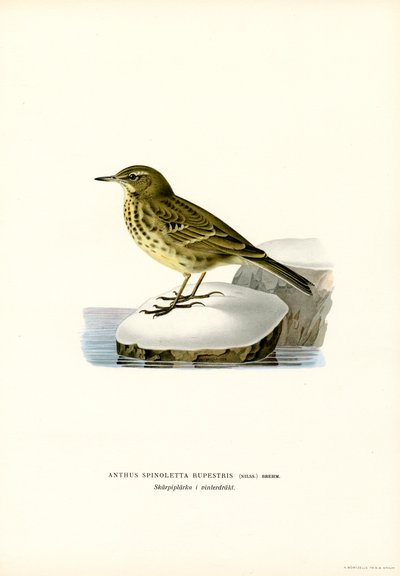 Pipit spioncelle - Magnus Ferdinand and Wilhelm von Wright
