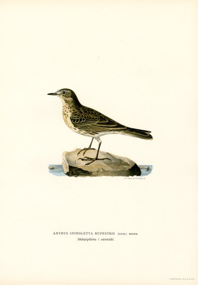 Pipit spioncelle - Magnus Ferdinand and Wilhelm von Wright