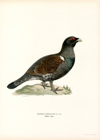 Grand tétras - Magnus Ferdinand and Wilhelm von Wright