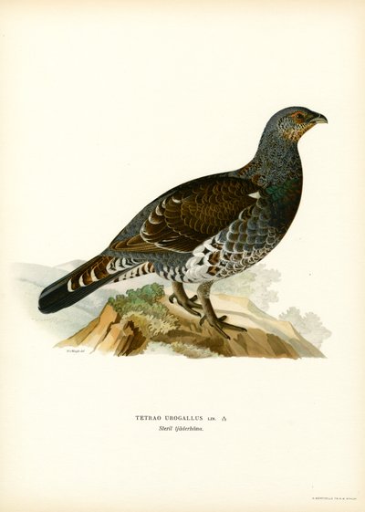 Grand Tétras - Magnus Ferdinand and Wilhelm von Wright