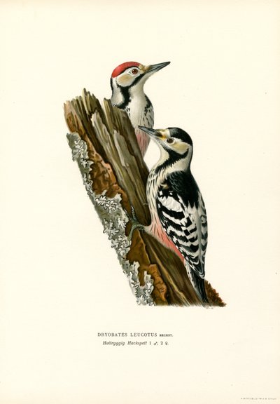 Pic à dos blanc - Magnus Ferdinand and Wilhelm von Wright