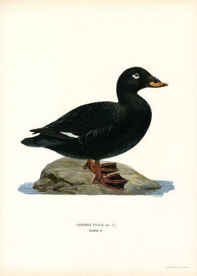 Macreuse brune - Magnus Ferdinand and Wilhelm von Wright