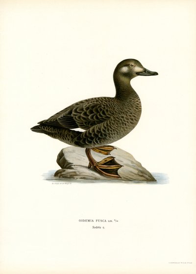 Macreuse Brune - Magnus Ferdinand and Wilhelm von Wright