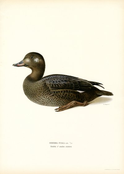 Macreuse Brune - Magnus Ferdinand and Wilhelm von Wright