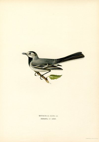 Bergeronnette grise (lithographie en couleur) - Magnus Ferdinand and Wilhelm von Wright