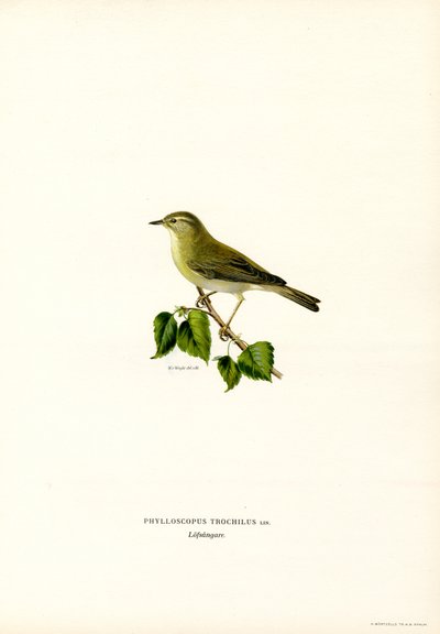 Pouillot fitis (lithographie en couleur) - Magnus Ferdinand and Wilhelm von Wright