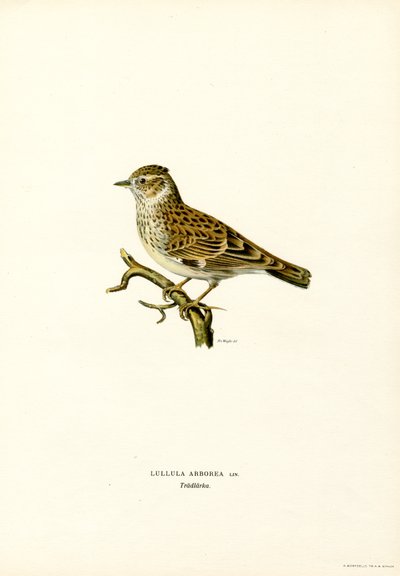 Alouette lulu - Magnus Ferdinand and Wilhelm von Wright