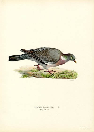 Pigeon ramier - Magnus Ferdinand and Wilhelm von Wright