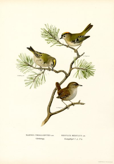 Troglodyte mignon - Magnus Ferdinand and Wilhelm von Wright