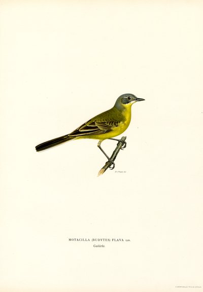 Bergeronnette printanière (lithographie en couleur) - Magnus Ferdinand and Wilhelm von Wright
