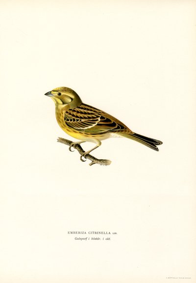 Bruant jaune (Emberiza citrinella) - Magnus Ferdinand and Wilhelm von Wright