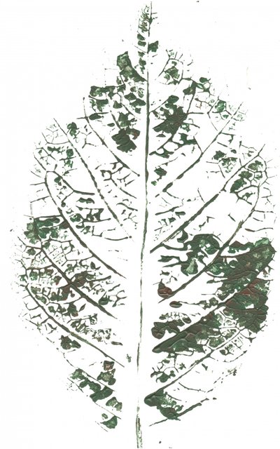 Imprimé botanique à feuilles - Maira Ribena