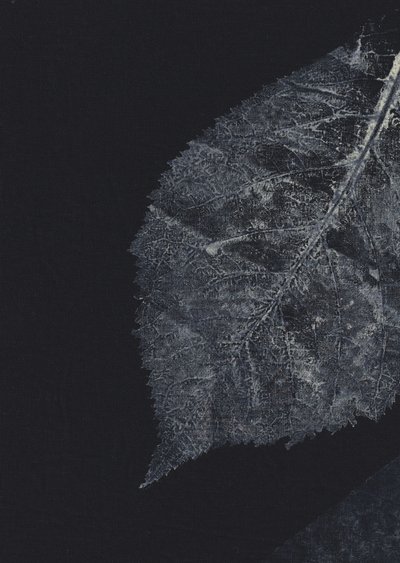 Les nervures sombres des feuilles - Maira Ribena