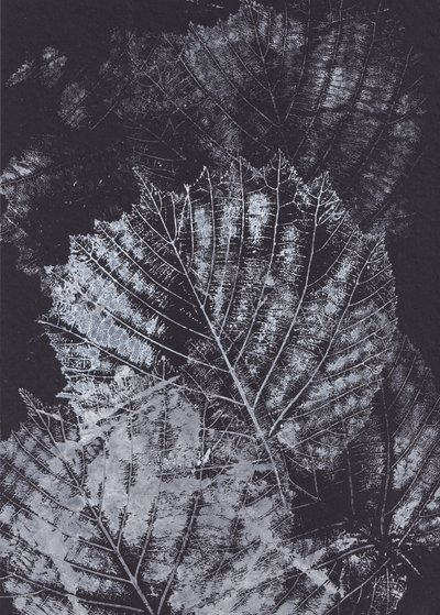 Étude de feuilles en noir et blanc - Maira Ribena