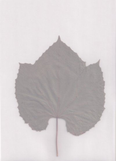 Étude de feuilles aux tons sourds - Maira Ribena