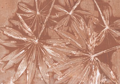 Impressions de feuilles rustiques - Maira Ribena